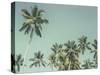 Palm Grove-Chris Simpson-Stretched Canvas