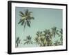 Palm Grove-Chris Simpson-Framed Giclee Print