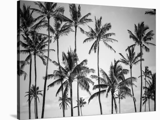 Palm Heaven-Design Fabrikken-Stretched Canvas