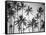 Palm Heaven-Design Fabrikken-Framed Stretched Canvas