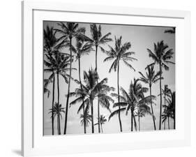 Palm Heaven-Design Fabrikken-Framed Photographic Print