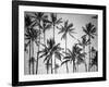 Palm Heaven-Design Fabrikken-Framed Photographic Print