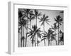 Palm Heaven-Design Fabrikken-Framed Photographic Print