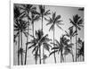 Palm Heaven-Design Fabrikken-Framed Photographic Print