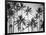 Palm Heaven-Design Fabrikken-Framed Photographic Print