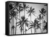 Palm Heaven-Design Fabrikken-Framed Stretched Canvas