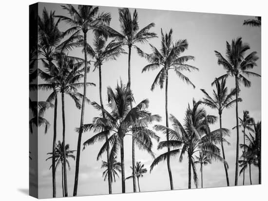 Palm Heaven-Design Fabrikken-Stretched Canvas