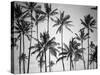 Palm Heaven-Design Fabrikken-Stretched Canvas