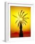 Palm in Desert Mountains at the Sunset-Givaga-Framed Photographic Print