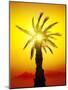 Palm in Desert Mountains at the Sunset-Givaga-Mounted Photographic Print
