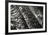 Palm in the Light-Alan Hausenflock-Framed Photographic Print