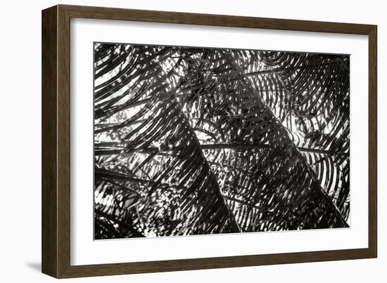 Palm in the Light-Alan Hausenflock-Framed Photographic Print