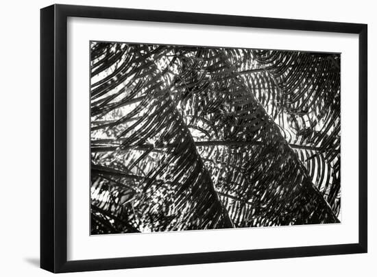 Palm in the Light-Alan Hausenflock-Framed Photographic Print