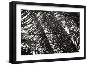 Palm in the Light-Alan Hausenflock-Framed Photographic Print