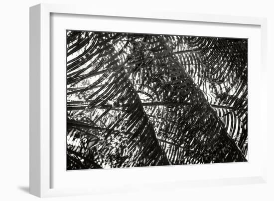 Palm in the Light-Alan Hausenflock-Framed Photographic Print