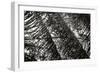 Palm in the Light-Alan Hausenflock-Framed Photographic Print