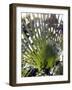 Palm Leaf and Shadows-Michele Molinari-Framed Photographic Print