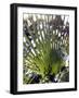 Palm Leaf and Shadows-Michele Molinari-Framed Photographic Print