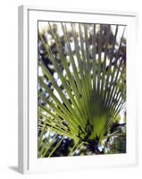 Palm Leaf and Shadows-Michele Molinari-Framed Photographic Print