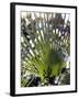 Palm Leaf and Shadows-Michele Molinari-Framed Photographic Print