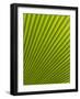 Palm Leaf, Botanical Gardens, Georgetown, Penang, Malaysia, Southeast Asia-Porteous Rod-Framed Photographic Print