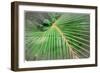 Palm Leaf Grunge Background, in the Jungle-Katja Piolka-Framed Photographic Print