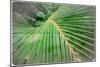 Palm Leaf Grunge Background, in the Jungle-Katja Piolka-Mounted Photographic Print