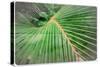 Palm Leaf Grunge Background, in the Jungle-Katja Piolka-Stretched Canvas
