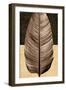 Palm Leaf II-John Seba-Framed Art Print