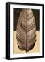 Palm Leaf II-John Seba-Framed Art Print