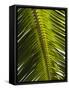 Palm Leaf, Nicoya Pennisula, Costa Rica, Central America-R H Productions-Framed Stretched Canvas