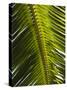 Palm Leaf, Nicoya Pennisula, Costa Rica, Central America-R H Productions-Stretched Canvas