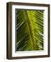 Palm Leaf, Nicoya Pennisula, Costa Rica, Central America-R H Productions-Framed Photographic Print