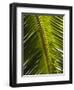 Palm Leaf, Nicoya Pennisula, Costa Rica, Central America-R H Productions-Framed Photographic Print