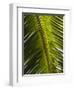 Palm Leaf, Nicoya Pennisula, Costa Rica, Central America-R H Productions-Framed Photographic Print