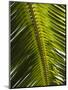 Palm Leaf, Nicoya Pennisula, Costa Rica, Central America-R H Productions-Mounted Photographic Print