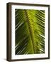 Palm Leaf, Nicoya Pennisula, Costa Rica, Central America-R H Productions-Framed Photographic Print