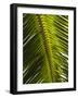 Palm Leaf, Nicoya Pennisula, Costa Rica, Central America-R H Productions-Framed Photographic Print