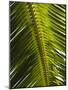 Palm Leaf, Nicoya Pennisula, Costa Rica, Central America-R H Productions-Mounted Photographic Print