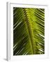 Palm Leaf, Nicoya Pennisula, Costa Rica, Central America-R H Productions-Framed Photographic Print