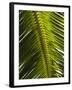 Palm Leaf, Nicoya Pennisula, Costa Rica, Central America-R H Productions-Framed Photographic Print