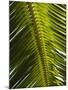 Palm Leaf, Nicoya Pennisula, Costa Rica, Central America-R H Productions-Mounted Photographic Print