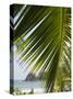 Palm Leaf, Nicoya Pennisula, Costa Rica, Central America-R H Productions-Stretched Canvas