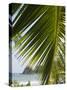 Palm Leaf, Nicoya Pennisula, Costa Rica, Central America-R H Productions-Stretched Canvas