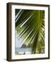 Palm Leaf, Nicoya Pennisula, Costa Rica, Central America-R H Productions-Framed Photographic Print