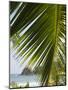 Palm Leaf, Nicoya Pennisula, Costa Rica, Central America-R H Productions-Mounted Photographic Print