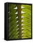 Palm Leaf, Nicoya Pennisula, Costa Rica, Central America-R H Productions-Framed Stretched Canvas