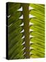 Palm Leaf, Nicoya Pennisula, Costa Rica, Central America-R H Productions-Stretched Canvas