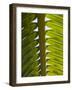 Palm Leaf, Nicoya Pennisula, Costa Rica, Central America-R H Productions-Framed Photographic Print