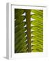 Palm Leaf, Nicoya Pennisula, Costa Rica, Central America-R H Productions-Framed Photographic Print